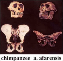Australopithecus afarensis aka Lucy