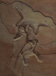 Archaeopteryx and Avian Evolution