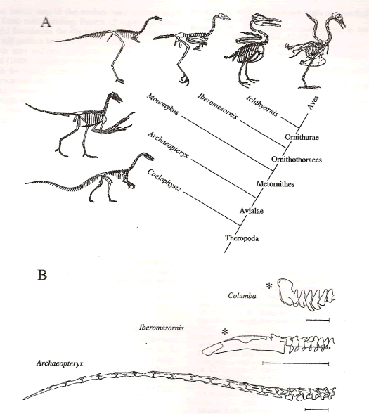 Dinosaur-Bird/Avian Evolution
