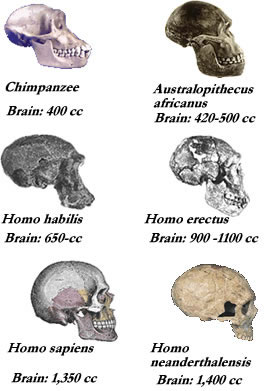 Homind Skulls - Human vs Apes