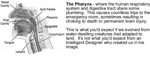 Pharynx - Human Evolution
