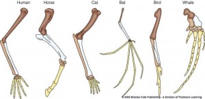 evolution-anatomical