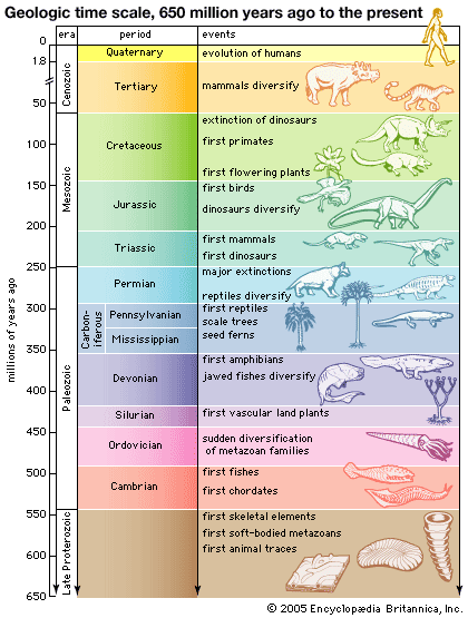 fossil record