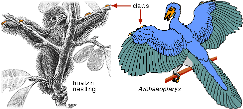 hoatzin - example of dinosaur-avian evolution