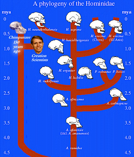 Hominid Fossil Record