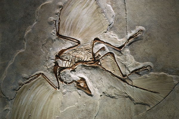 Archaeopteryx - Dinosaur Bird evolution
