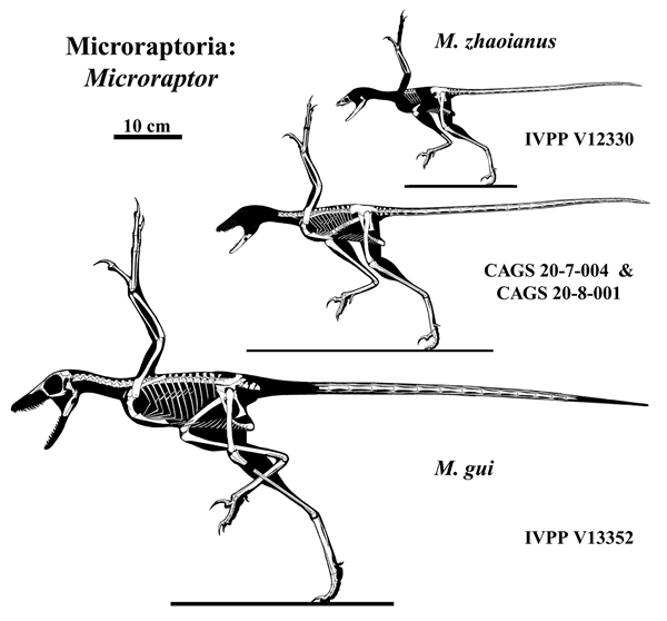 avian dinosaur evolution