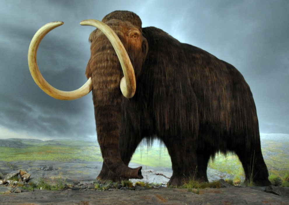 mammoth megafauna