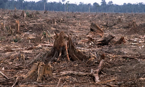 free market deforestation