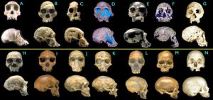 Human Evolution Timeline | Timeline of Human Evolution