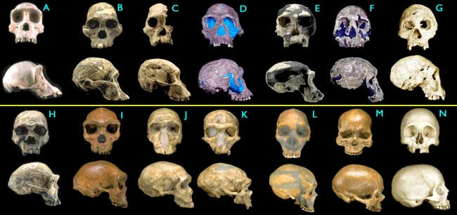 Human Evolution Timeline | Timeline of Human Evolution