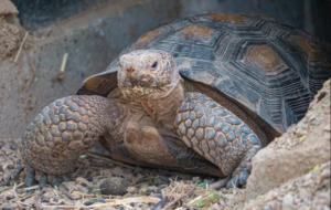 Desert Tortoise facts