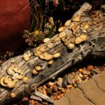 gut health through meals